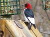 RedHeadedWoodpecker
