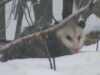 opossum-100-75