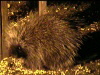 porcupine-100-75